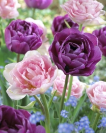 Tulp Dubbel Mix Angelique - Lilac Perfection